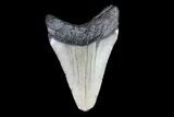 Juvenile Megalodon Tooth - Georgia #83675-1